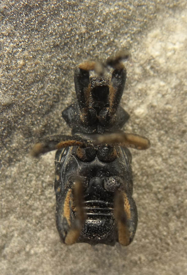 Molto bello ma...cos''è? Brachycerus undatus